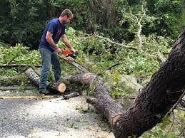 Best Hazardous Tree Removal  in Hobart, IN