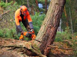 Best Firewood Processing and Delivery  in Hobart, IN