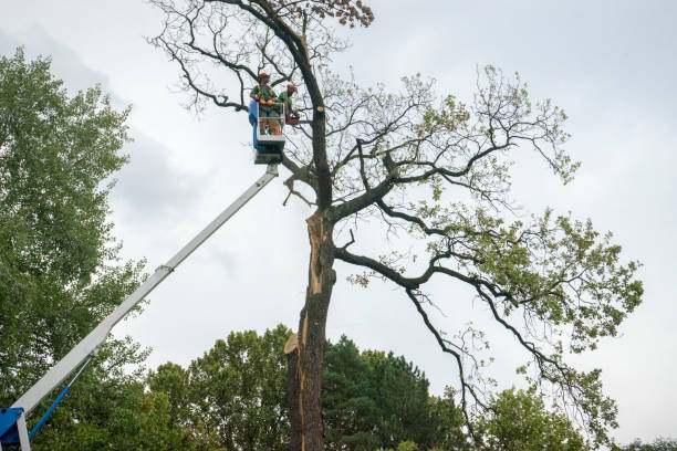 Best Emergency Tree Removal  in Hobart, IN