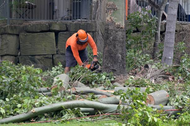 Trusted Hobart, IN  Tree Services Experts