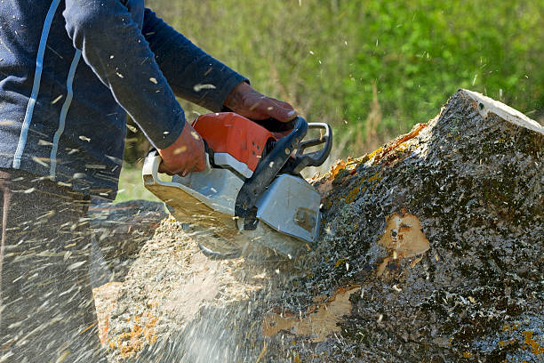 Leaf Removal in Hobart, IN