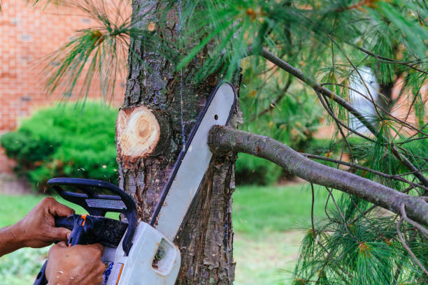 Best Tree Maintenance Programs  in Hobart, IN